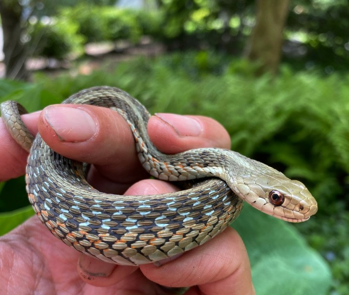 Eastern Garter Snake